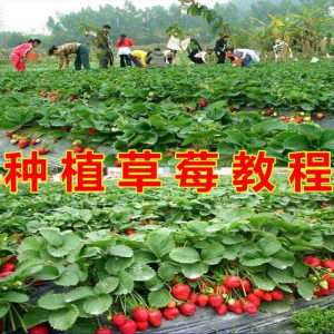 草莓种植技术 全套视频教程 科学培训方法 经验 大棚栽培教程资料-闲鱼虚拟仓