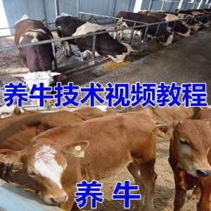 养牛养羊教程 疾病防治 挤奶 牛场建设 放牧 饲养猪 技术全套发育-闲鱼虚拟仓