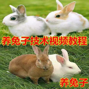 养兔子技术教程 兔子养殖教程 学畜牧养殖视频教程-闲鱼虚拟仓